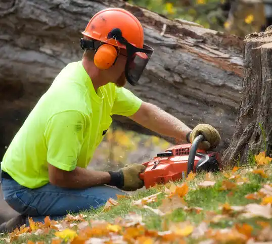 tree services Piltzville